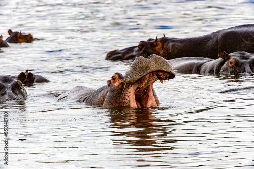 Fotografia, Obraz It's Hippopotamus with open mouth in the Moremi Game Reserve (Okavango River Del