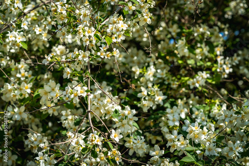 Close up of blooming Jasmine bush