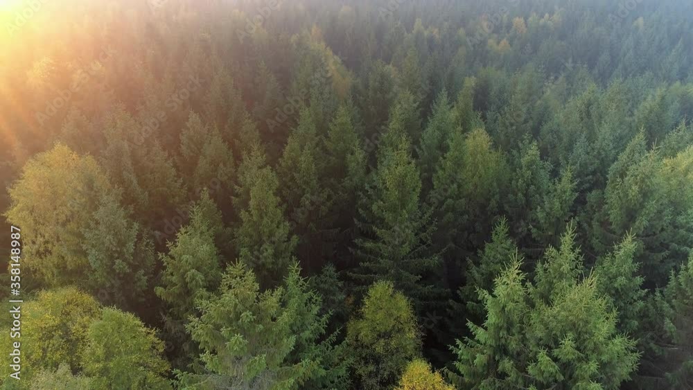 Aerial view of forest in Sweden at sunrise. Drone shot flying over spruce conifer treetops, nature background footage in 4K resolution Aerial view of forest in Sweden at sunrise. Drone shot flying over spruce conifer treetops, nature background footage in 4K resolution