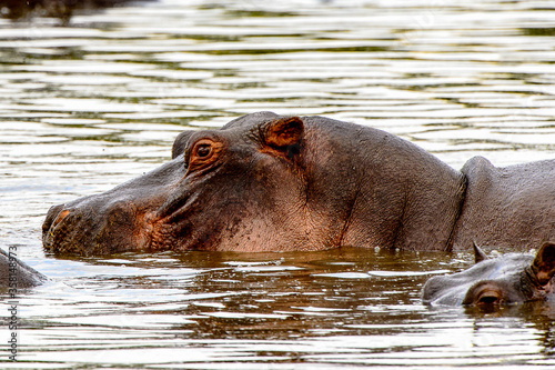It's Hippopotamus, in the Moremi Game Reserve (Okavango River Delta), National Park, Botswana