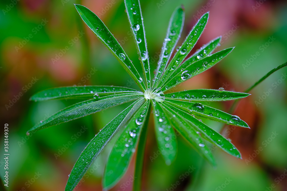 Blätter nach dem Regen Blätter nach dem Regen
