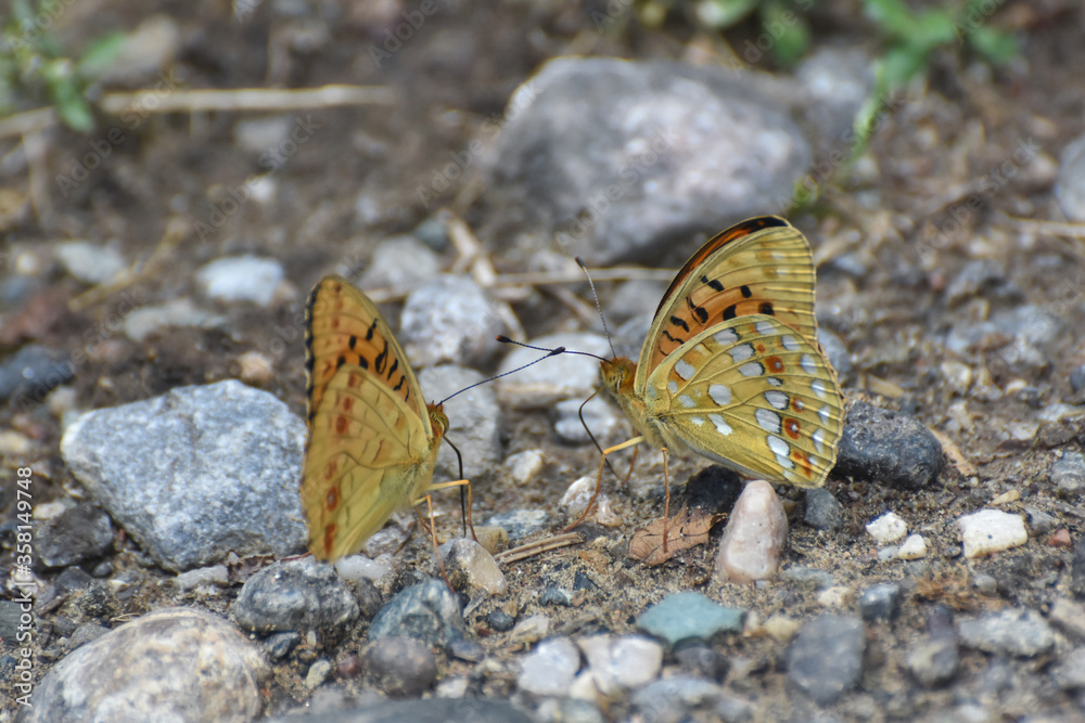 Obraz premium High brown fritillary butterfly, Fabriciana adippe. Beautiful large and brightly colored butterfly 