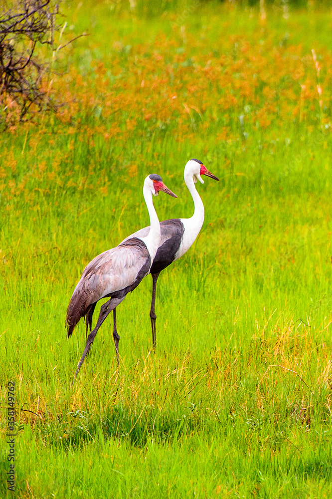 Fototapeta premium It's Heron at the Moremi Game Reserve (Okavango River Delta), National Park, Botswana
