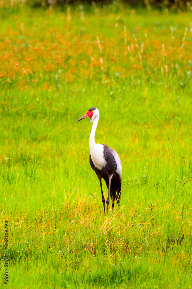 Fototapeta premium It's Heron at the Moremi Game Reserve (Okavango River Delta), National Park, Botswana