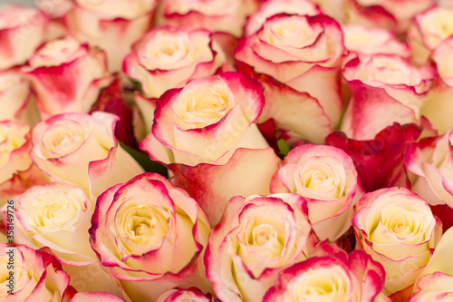 A lots of natural amazing pink roses for background