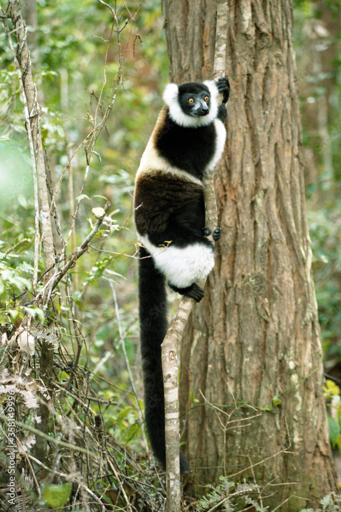 Fototapeta premium EPSON scanner image Lemur - Madagascar