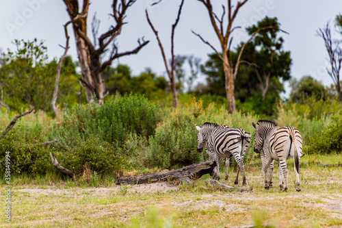 It s Zebra in the Moremi Game Reserve  Okavango River Delta   National Park  Botswana
