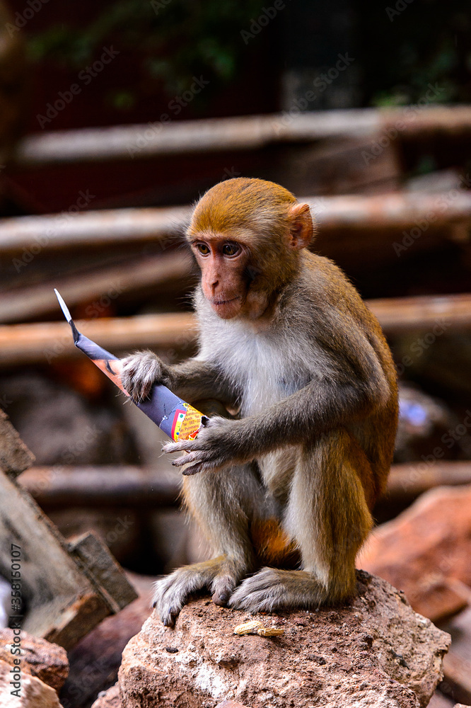 Obraz premium It's Burmese monkey in Myanmar