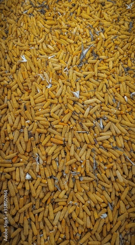 close up of corns gathered in a field