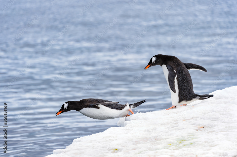 Fototapeta premium Gentoo penguins dive from the ice rock into the water
