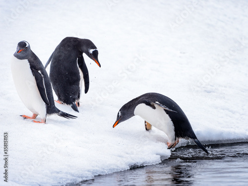 Penguins in Antarctica