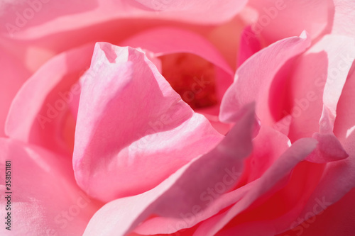 Close-up full frame macro view of the petals of a pink rose blossom