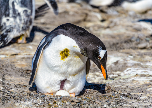 Fauna of the Falkland Islands