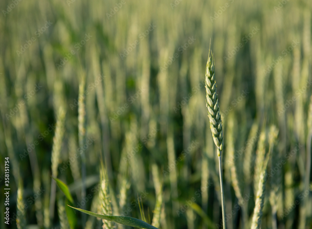 Green spikelet of wheat standing out in the background of blurred wheat filed. Green wheat field. Green spikelet of wheat standing out in the background of blurred wheat filed. Green wheat field.