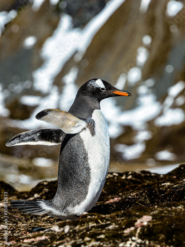 Gentoo penguin tries to fly with wings.