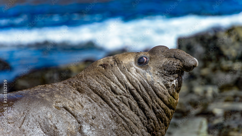 Elephant seal