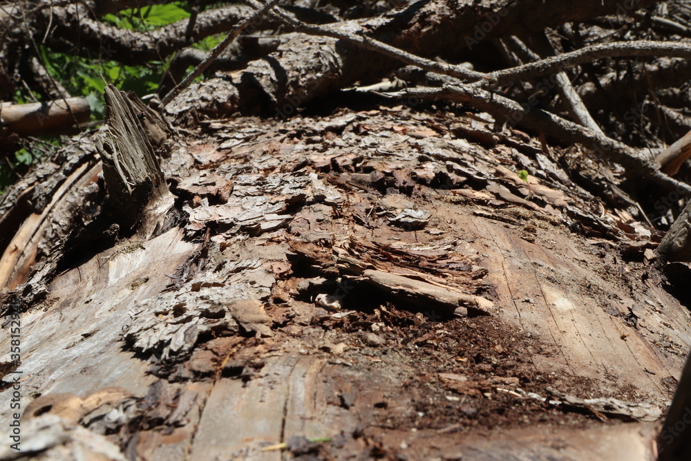 old tree stump