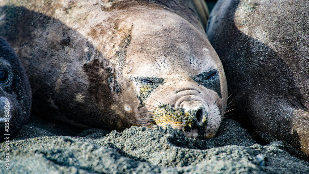 Fototapeta premium Female elephant seal sleeps but care of what is going on around.
