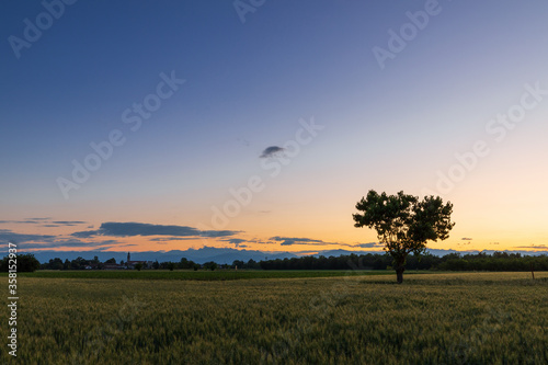 Albero in campo di grano all'alba. All'orizzonte il paese medievale di Clauiano. Friuli, Italia.
 photo