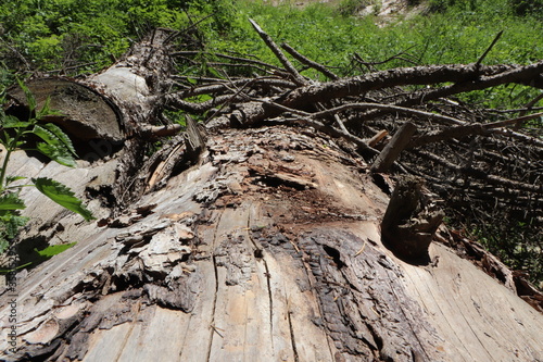 old tree stump