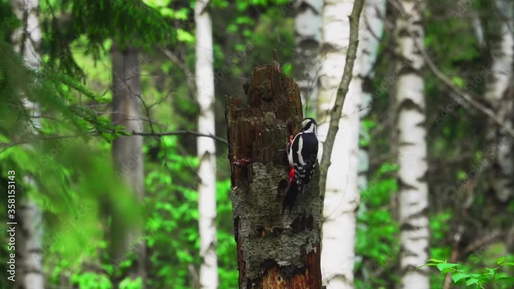 Great Spotted Woodpecker (Dendrocopos major) Bird Chiseling into Tree to Find Food or Excavate Nest Holes. Slow Motion Great Spotted Woodpecker (Dendrocopos major) Bird Chiseling into Tree to Find Food or Excavate Nest Holes. Slow Motion