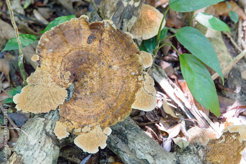 tree trunk with mushroom, Lazy beach, koh rong samloem island, Sihanoukville, Cambodia.