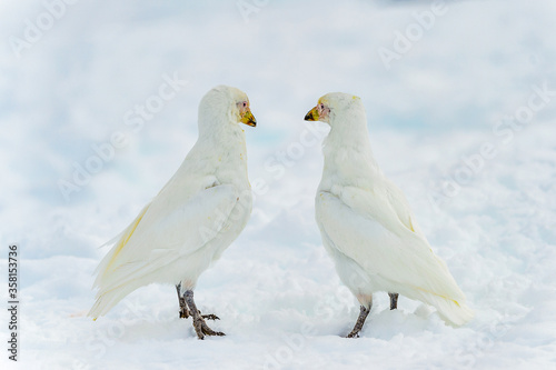 Snowy Sheathbill