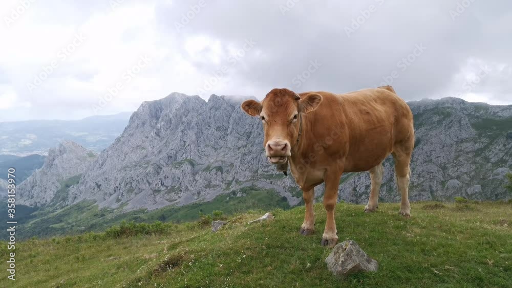 Cow enjoying views of basque mountains Cow enjoying views of basque mountains