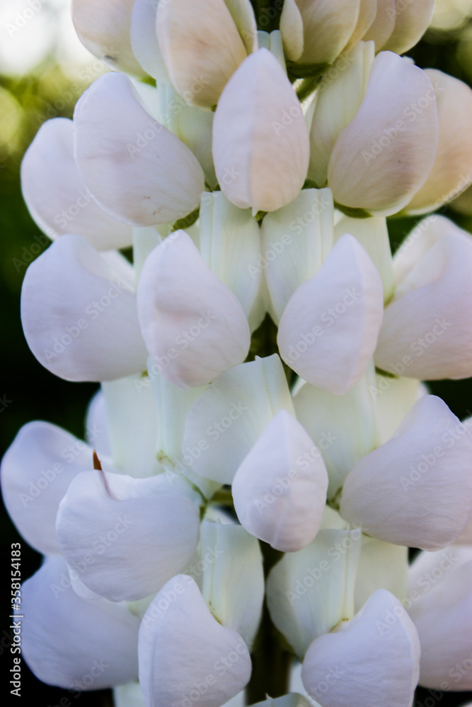 Lupine white flower close-up, beautiful background Lupine white flower close-up, beautiful background