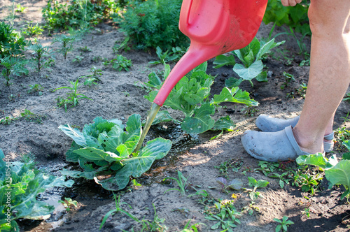 the girl fertilizes the soil from a watering can
 photo