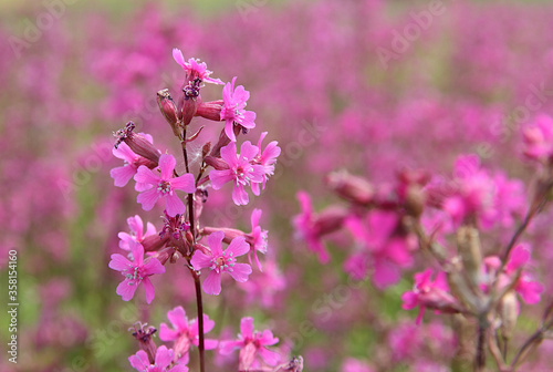 Bright red flowers in the meadow on a sunny day