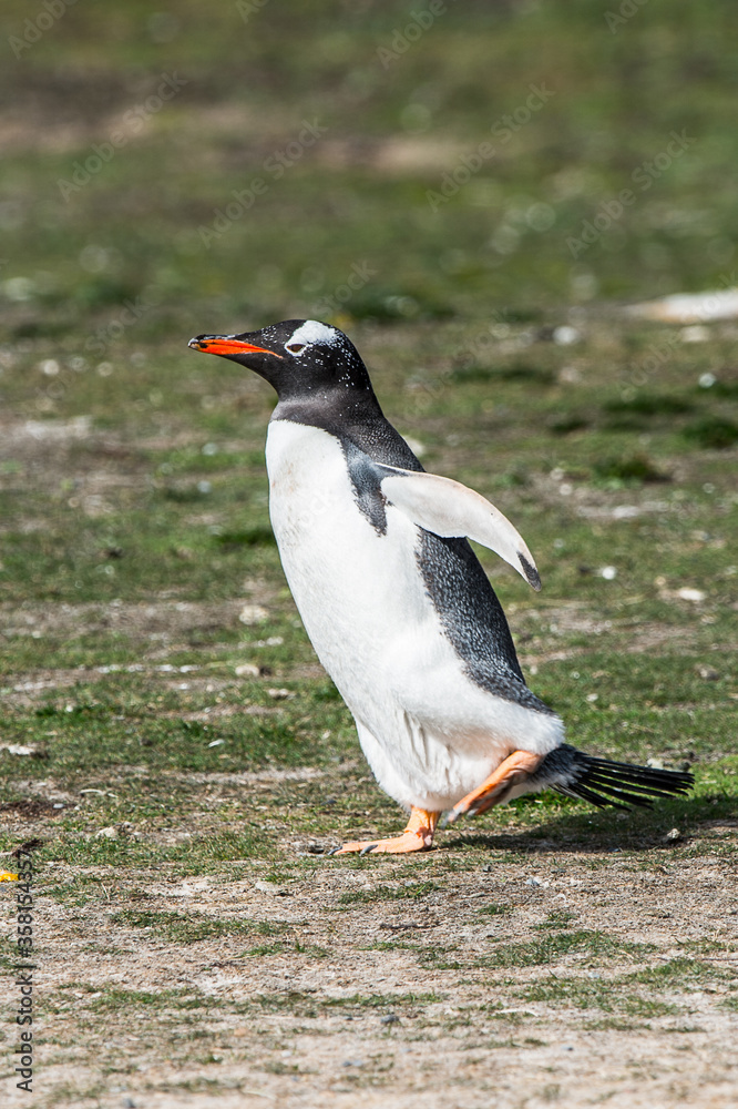 Fototapeta premium Close up of a gentoo penguin in Antarctica