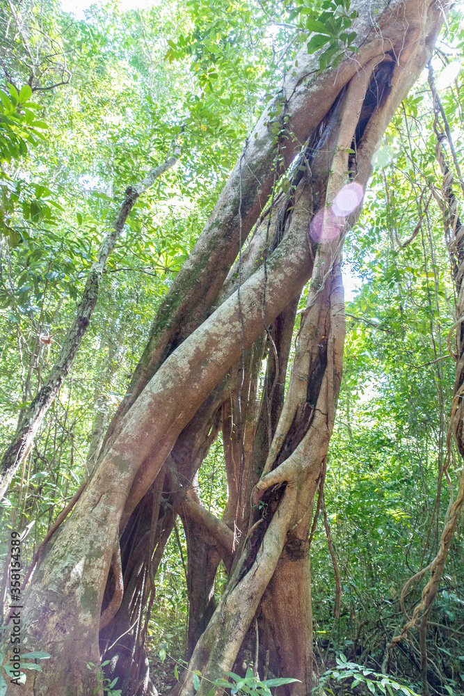 Banyan Tree and Roots, Lazy beach, koh rong samloem island, Sihanoukville, Cambodia. Banyan Tree and Roots, Lazy beach, koh rong samloem island, Sihanoukville, Cambodia.
