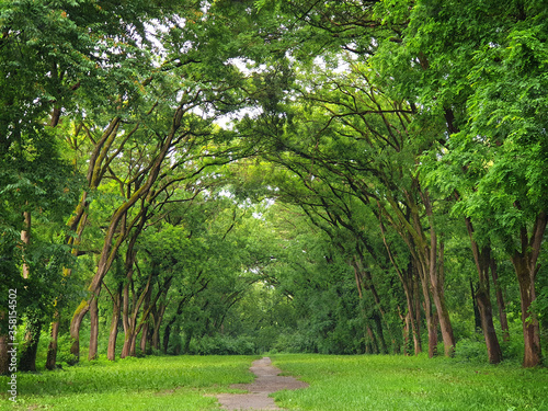 Picturesque alley in the park in the saturated colors of early summer.