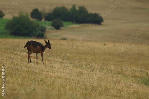 Black female fallow deer in summer landscape. Dama Dama.