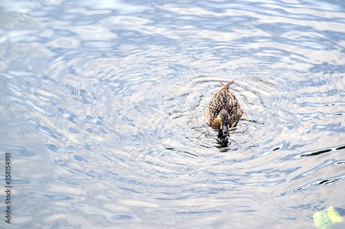 Wild ducks on beautiful water