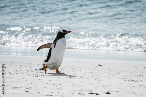 Little gentoo penguin on the shore of the ocean in Antarctica