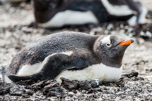 Close view of a gentoo penguin
