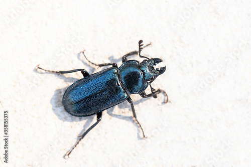 Beautiful glitter beetle on a white background. Lucanus cervus. Close up.