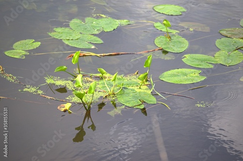 River water lilies on a Sunny day