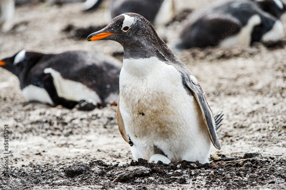 Fototapeta premium Beautiful gentoo penguin in Antarctica