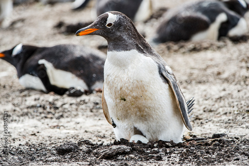Beautiful gentoo penguin in Antarctica