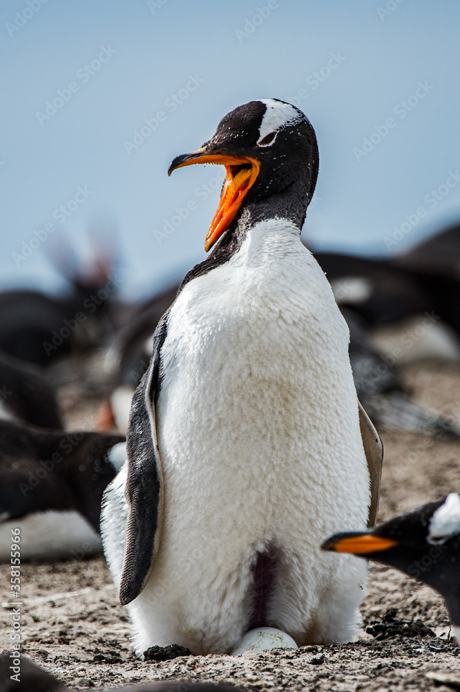 Naklejka premium Little gentoo penguin in Antarctica