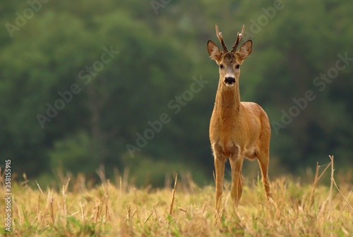 Roe deer buck with big antlers standing on the field and watching, with blurred background, wildlife. Horizontal orientation. Capreolus capreolus