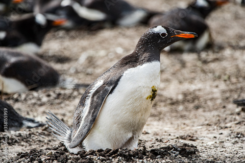 Little gentoo penguin in Antarctica