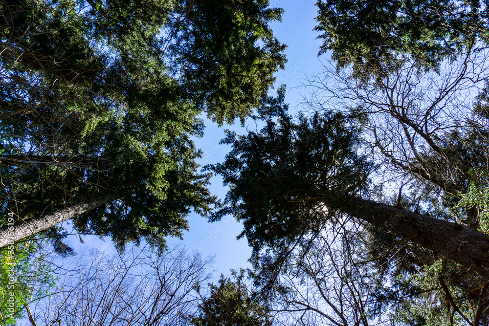 trees and sky trees and sky