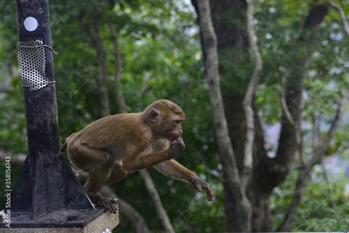 macaque