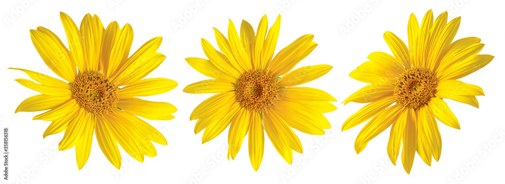 Sunflower flowers on an isolated white background