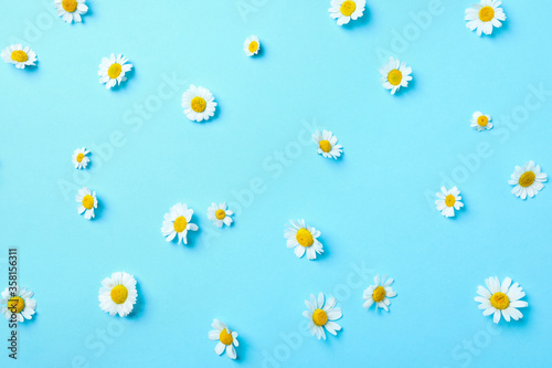 Flat lay composition with fresh chamomiles on light blue background