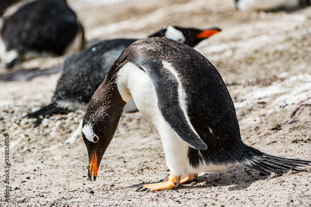 Naklejka premium Little penguin on the sand